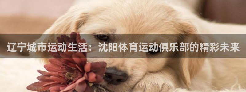 辽宁城市运动生活：沈阳体育运动俱乐部的精彩未来